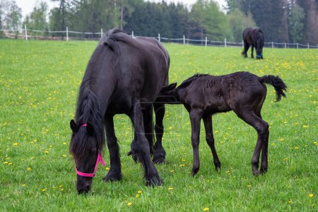 Téléchargez les photos : Friesian mare horse and foal on the meadow. - en image libre de droit