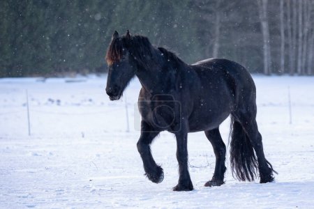Téléchargez les photos : Etalon frison dans le champ d'hiver. Cheval friesien noir en hiver. - en image libre de droit