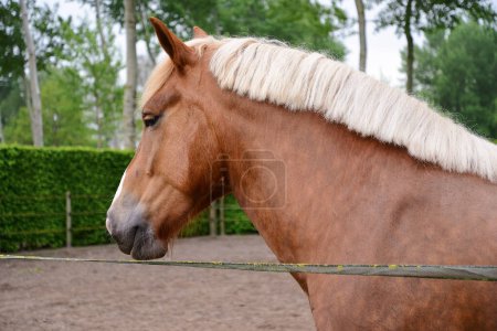 Foto de El típico caballo Brabante marrón en su entorno natural - Imagen libre de derechos