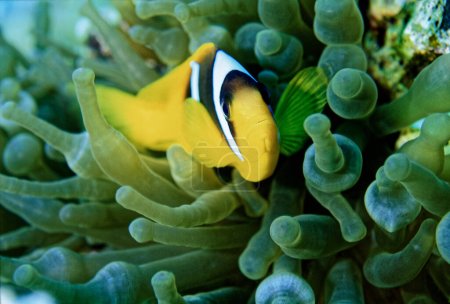 Egypt, Red Sea, U.W. photo, tropical clown fish in an anemone