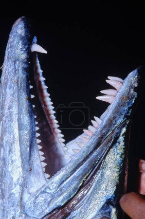 Foto de SUDAN, Sanghaneb coral reef; the teeth of a fished Great Barracuda - Imagen libre de derechos