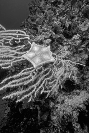 Photo for Italy, Mediterranean Sea, U.W. photo, Ponza Island; a starfish on yellow Gorgonians (FILM SCAN) - Royalty Free Image