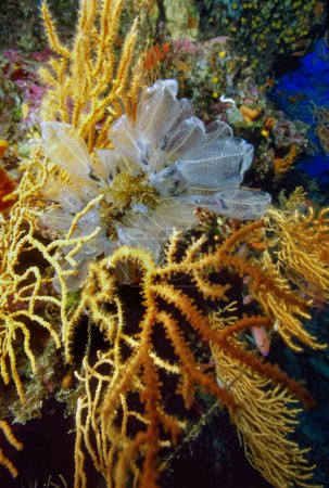 Foto de Italy, Mediterranean Sea, U.W. photo, Ponza Island; a colony of hydroids on yellow Gorgonians (FILM SCAN) - Imagen libre de derechos