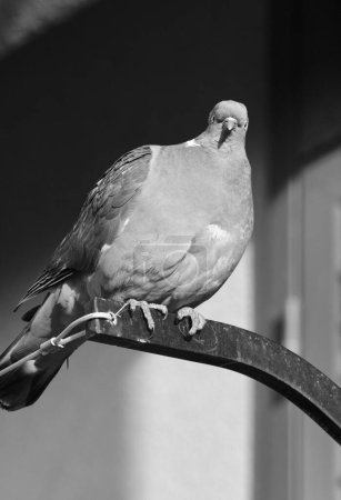Téléchargez les photos : Italie, Sicile, Marina di Ragusa (province de Raguse) ; pigeon reposant sur un balcon - en image libre de droit