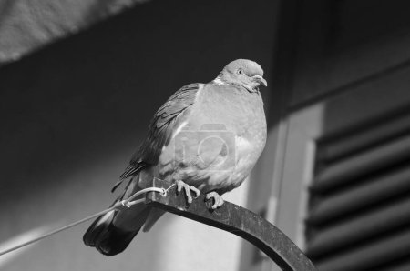 Téléchargez les photos : Italie, Sicile, Marina di Ragusa (province de Raguse) ; pigeon reposant sur un balcon - en image libre de droit