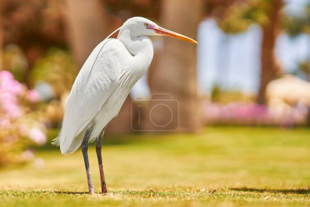 Picture of Egyptian egret bird on green grass. High quality photo