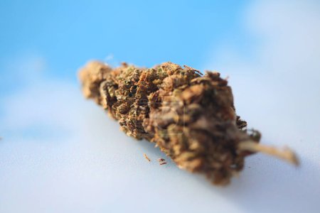 Foto de Marijuana. Cannabis. Close Up View of Marijuana Buds. Medical marijuana. Recreational Marijuana Buds on sky background - Imagen libre de derechos