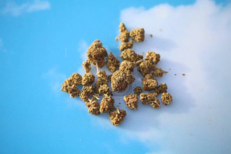 Téléchargez les photos : Marijuana. Cannabis. Close Up View of Marijuana Buds. Medical marijuana. Recreational Marijuana Buds on sky background - en image libre de droit