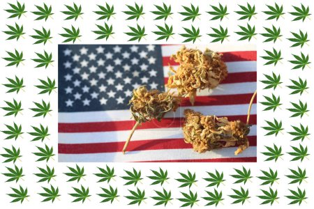 Téléchargez les photos : Marijuana. Cannabis. Medical Marijuana. Marijuana Fresh Buds and USA flag - en image libre de droit