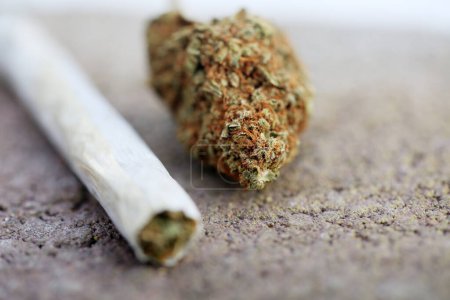 Foto de Marijuana. Cannabis. Medical Marijuana. Marijuana Joint  with  Fresh Buds - Imagen libre de derechos