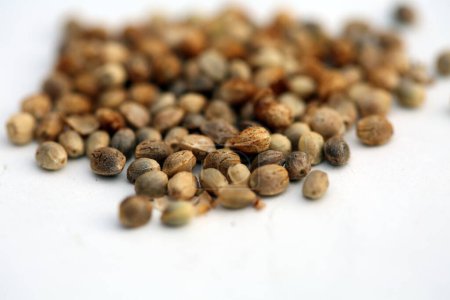 Photo for Marijuana. Cannabis. Marijuana Seeds. Medical marijuana Seeds. Isolated on white - Royalty Free Image
