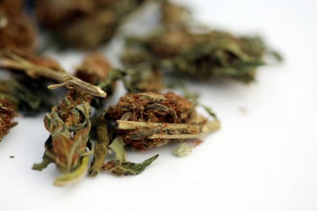 Photo for Marijuana. Cannabis. Medical Marijuana. Marijuana Fresh Buds   isolated on white - Royalty Free Image