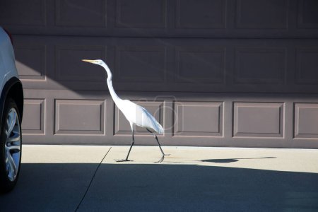 Photo for Great White Egret. A Great White Egret looks for something to eat in a neighborhood in Southern California. - Royalty Free Image
