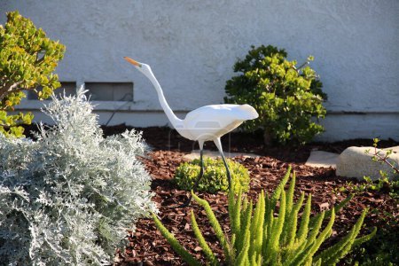 Photo for Great White Egret. A Great White Egret looks for something to eat in a neighborhood in Southern California. - Royalty Free Image
