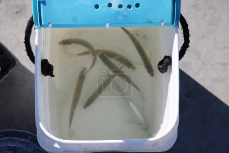 Photo for Bait Fish. Live fish in a plastic bucket of sea water to be used as bait to while fishing. Fish eat other fish and are used as Fishing Bait. - Royalty Free Image
