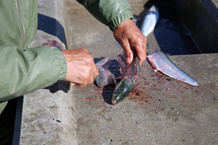 Photo for Cleaning Fish. A Fisherman cleans the fish he had caught while Fishing. Huntington Beach California Fish Cleaning. Fresh Caught Pacific Ocean Fish being cleaned for dinner. - Royalty Free Image
