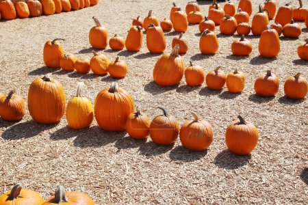 Foto de Pumpkins. Ripe  pumpkins closeup. Autumn concept with pumpkins. Pumpkins for sale for Halloween and Fall Celebrations. Halloween Season - Imagen libre de derechos