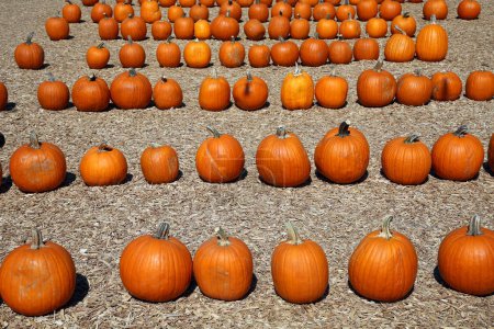 Photo for Pumpkins. Ripe  pumpkins closeup. Autumn concept with pumpkins. Pumpkins for sale for Halloween and Fall Celebrations. Halloween Season - Royalty Free Image