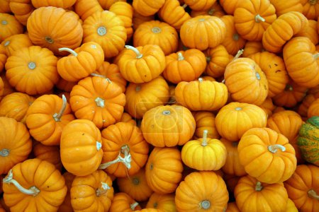 Foto de Pumpkins. Ripe  pumpkins closeup. Autumn concept with pumpkins. Pumpkins for sale for Halloween and Fall Celebrations. Halloween Season - Imagen libre de derechos