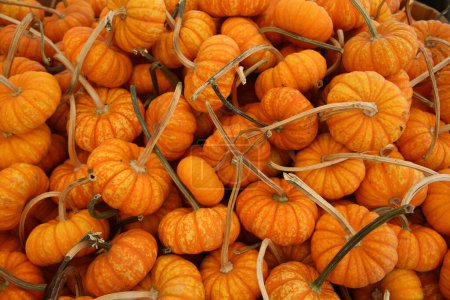 Téléchargez les photos : Pumpkins. Ripe  pumpkins closeup. Autumn concept with pumpkins. Pumpkins for sale for Halloween and Fall Celebrations. Halloween Season - en image libre de droit