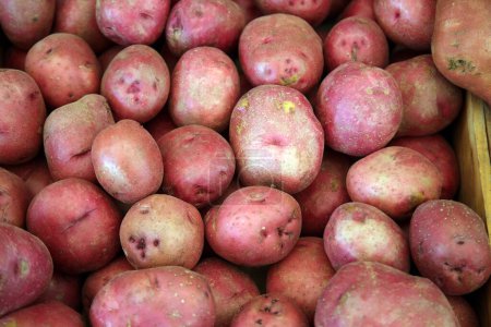 Téléchargez les photos : Fresh organic potatoes close up - en image libre de droit