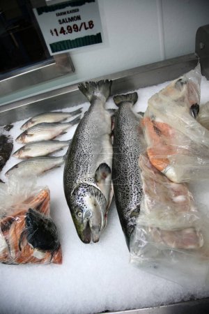Foto de Salmons. Farm Raised Salmons on ice for sale in a Sea Food Market. - Imagen libre de derechos