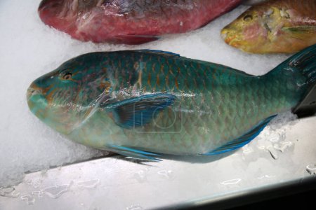 Photo for Parrot Fish. Wild Parrot Fish on ice for sale in a Fish Market. People around the world love eating Parrot Fish for Lunch or Dinner. Exotic species live in the Ocean and are Caught by Fishermen. - Royalty Free Image