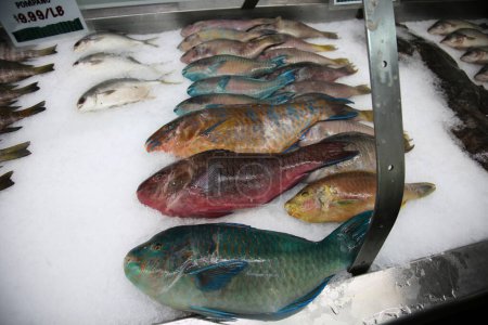 Téléchargez les photos : Parrot Fish. Wild Parrot Fish on ice for sale in a Fish Market. People around the world love eating Parrot Fish for Lunch or Dinner. Exotic species live in the Ocean and are Caught by Fishermen. - en image libre de droit