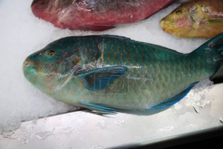 Photo for Parrot Fish. Wild Parrot Fish on ice for sale in a Fish Market. People around the world love eating Parrot Fish for Lunch or Dinner. Exotic species live in the Ocean and are Caught by Fishermen. - Royalty Free Image
