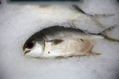 Foto de Pescado. pescado en el hielo para la venta en un mercado de pescado - Imagen libre de derechos