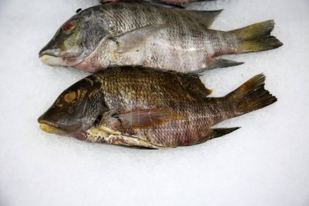 Téléchargez les photos : Tilapia. Tilapia Fish on ice for sale in a Fish Market - en image libre de droit