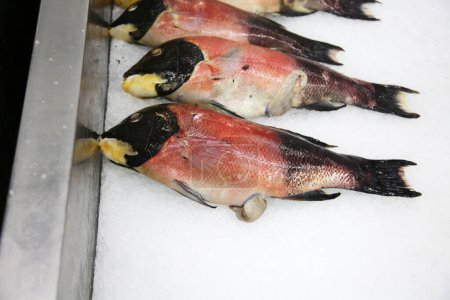 Téléchargez les photos : Du poisson. poisson sur glace à vendre dans un marché aux poissons - en image libre de droit