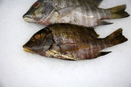 Photo for Tilapia. Tilapia Fish on ice for sale in a Fish Market - Royalty Free Image
