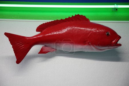 Photo for Taxidermy. Stuffed Fish mounted to a wall in a Sea Food Market. Trophy Fish on a wall for people to enjoy. Exotic marine life. Fish on a wall. - Royalty Free Image
