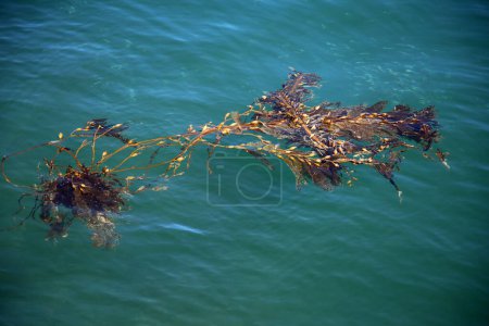 Foto de Beautiful view of the sea with seaweed - Imagen libre de derechos