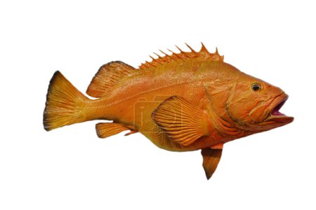 Photo for Fish. Taxidermy fish isolated on white. Exotic fish stuffed and mounted on a white background. - Royalty Free Image
