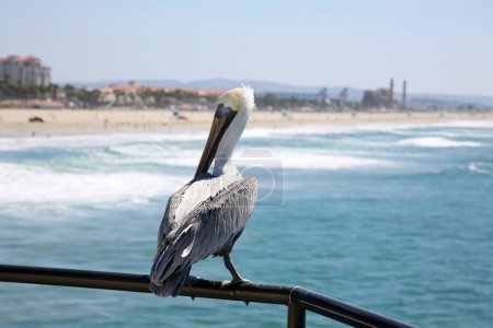 Téléchargez les photos : California Brown Pelican. Pelecanus occidentalis. - en image libre de droit