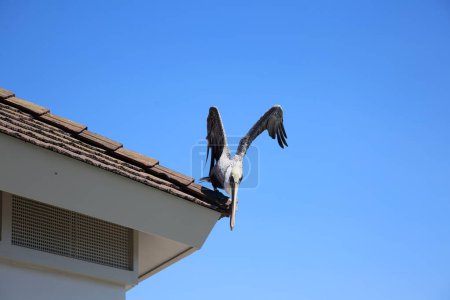 Photo for California Brown Pelican. Pelecanus occidentalis. A Pelican enjoys a day on the Huntington Beach Pier in Southern California. Sea Bird sits on a roof and looks out toward the Pacific Ocean. - Royalty Free Image