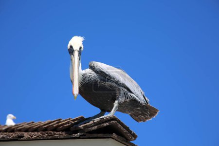 Photo for California Brown Pelican. Pelecanus occidentalis. A Pelican enjoys a day on the Huntington Beach Pier in Southern California. Sea Bird sits on a roof and looks out toward the Pacific Ocean. - Royalty Free Image