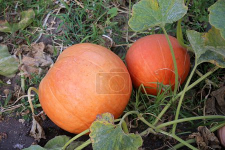 Foto de Pumpkins. Pumpkins growing in a pumpkin patch. - Imagen libre de derechos