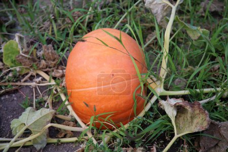 Téléchargez les photos : Pumpkin. Pumpkin growing in a pumpkin patch. Pumpkin growing on a farm. - en image libre de droit