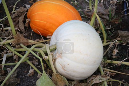 Photo for Pumpkins. Pumpkins growing in a pumpkin patch. - Royalty Free Image