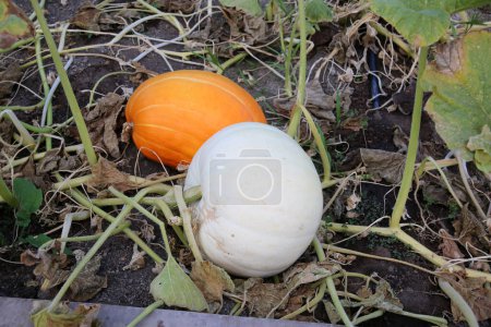 Téléchargez les photos : Pumpkins. Pumpkins growing in a pumpkin patch. - en image libre de droit