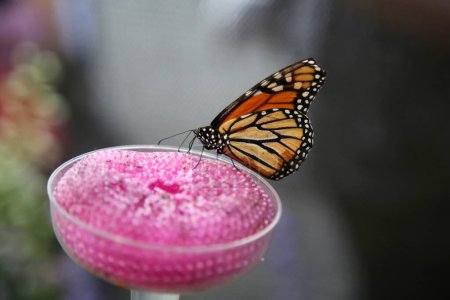 Foto de Hermosa mariposa de cerca - Imagen libre de derechos