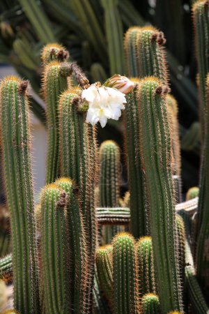 Foto de Flores de Cactus. Cactus florecientes en un jardín para que todos disfruten. Flores de flor de cactus para ser polinizados para que puedan hacer semillas para continuar su próxima generación de vida. - Imagen libre de derechos