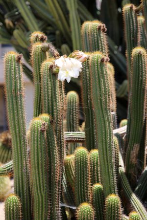 Photo for Cactus Flowers. Flowering Cacti  in a garden for all to enjoy. Cacti bloom flowers to be pollinated so they can make seeds to continue their next generation of life. - Royalty Free Image