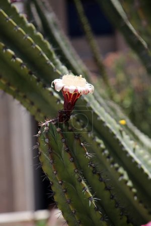 Foto de Flores de Cactus. Cactus florecientes en un jardín para que todos disfruten. Flores de flor de cactus para ser polinizados para que puedan hacer semillas para continuar su próxima generación de vida. - Imagen libre de derechos