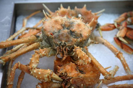 Foto de Cangrejo rey de California. Live California King Crab a la venta en un Mercado de Mariscos. Paralithodes californiensis. cangrejo rey espinoso. - Imagen libre de derechos
