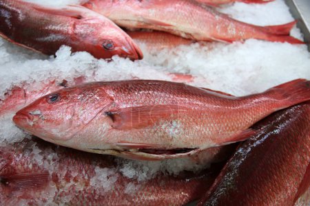 Foto de Fish. Red Snapper. Fresh Caught Red Snapper fish on ice for sale at a Fish Market - Imagen libre de derechos