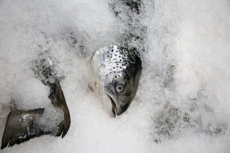 Foto de Pescado. pescado en el hielo para la venta en un mercado de pescado - Imagen libre de derechos